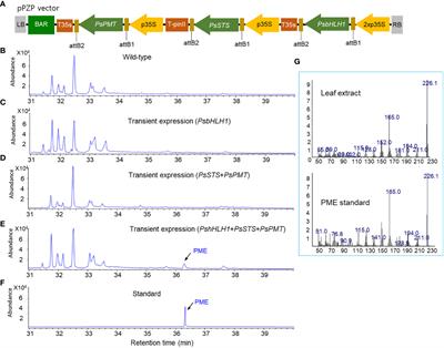 A Pinus strobus transcription factor PsbHLH1 activates the production of pinosylvin stilbenoids in transgenic Pinus koraiensis calli and tobacco leaves